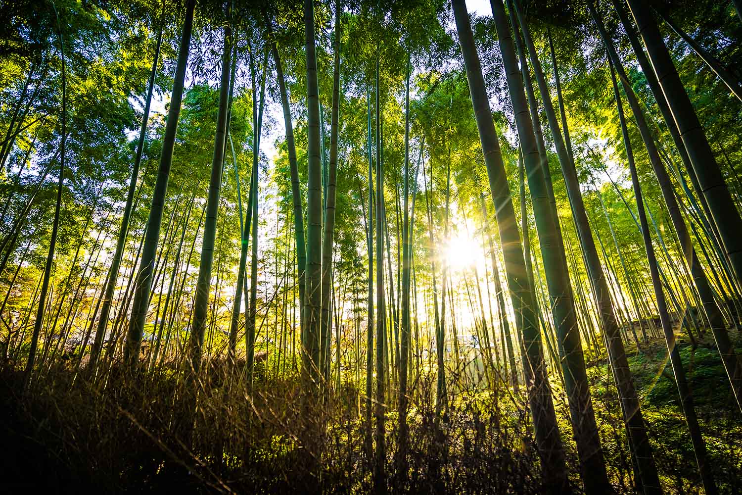 rays of sunshine flowing through a beautiful bamboo forest at arashiyama kyoto - do+dare undie co. underwear are made exclusively using fabric derived from bamboo